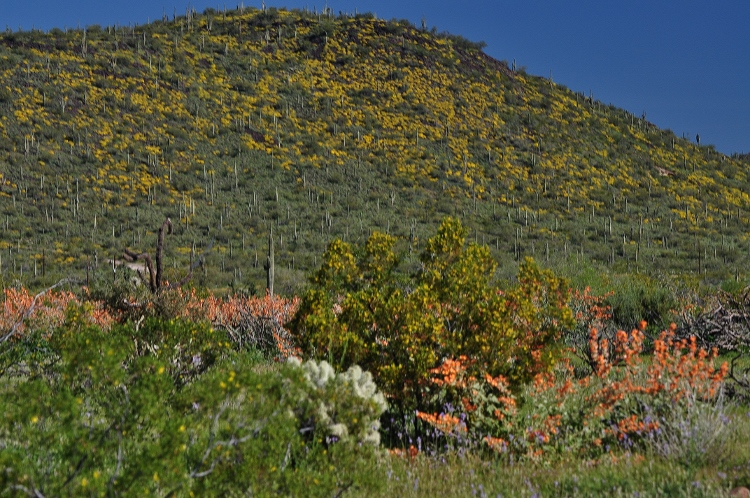 wildflowers